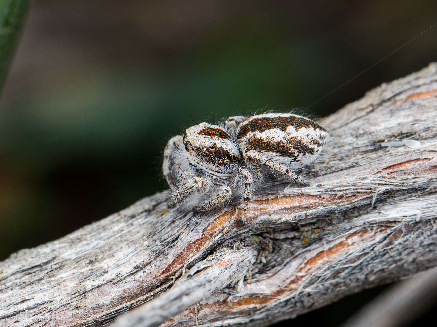 Plancia ëd Pseudomogrus vittatus (Thorell 1875)