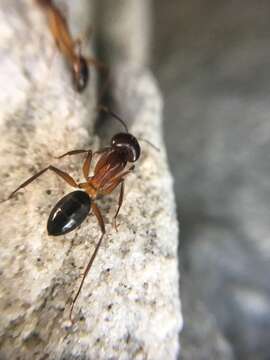 Слика од Camponotus baynei Arnold 1922