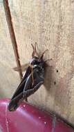 Image of Ceanothus Silkmoth