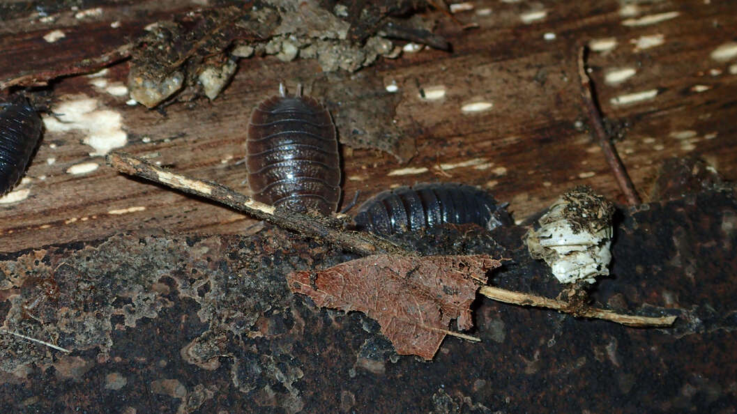 Image of Isopod