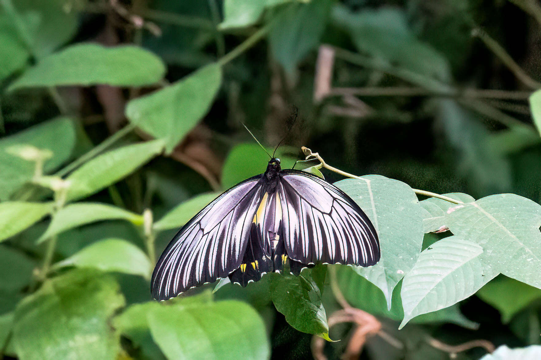 Image de Troides amphyrus ruficollis