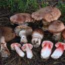 Image of Agaricus fuscofibrillosus (F. H. Møller) Pilát 1951