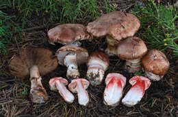 Image of Agaricus fuscofibrillosus (F. H. Møller) Pilát 1951