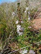 صورة Lepidium phlebopetalum (F. Muell.) F. Muell.