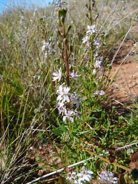 Image of Lepidium phlebopetalum (F. Muell.) F. Muell.