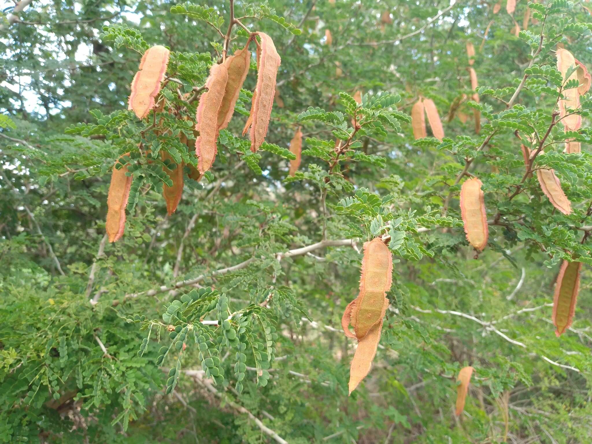 Image de Mimosa bahamensis Benth.