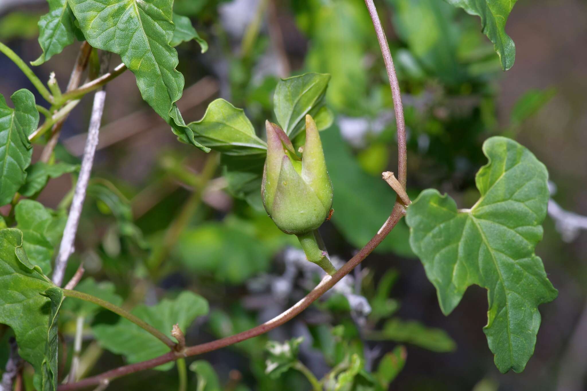 Image de Ipomoea rupicola House