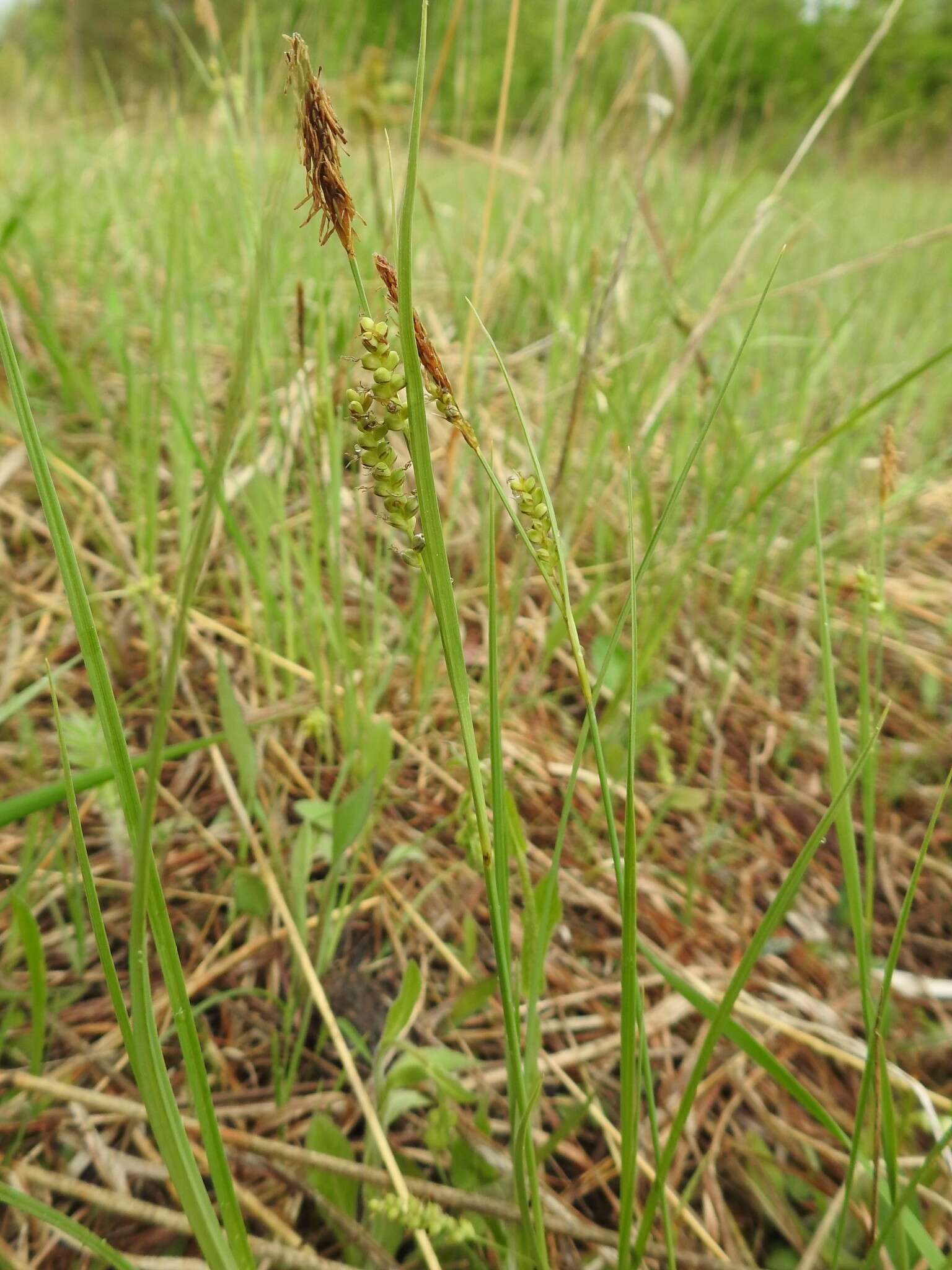 Image of rigid sedge