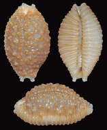 Image of Kernel cowry