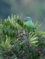 Image of Emerald-collared Parakeet