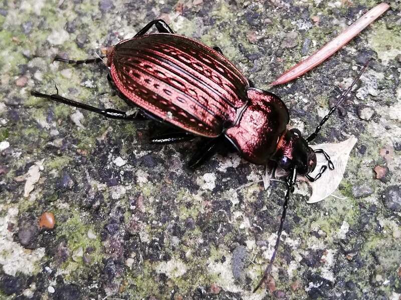 Image of Carabus (Eucarabus) ulrichii Germar 1824