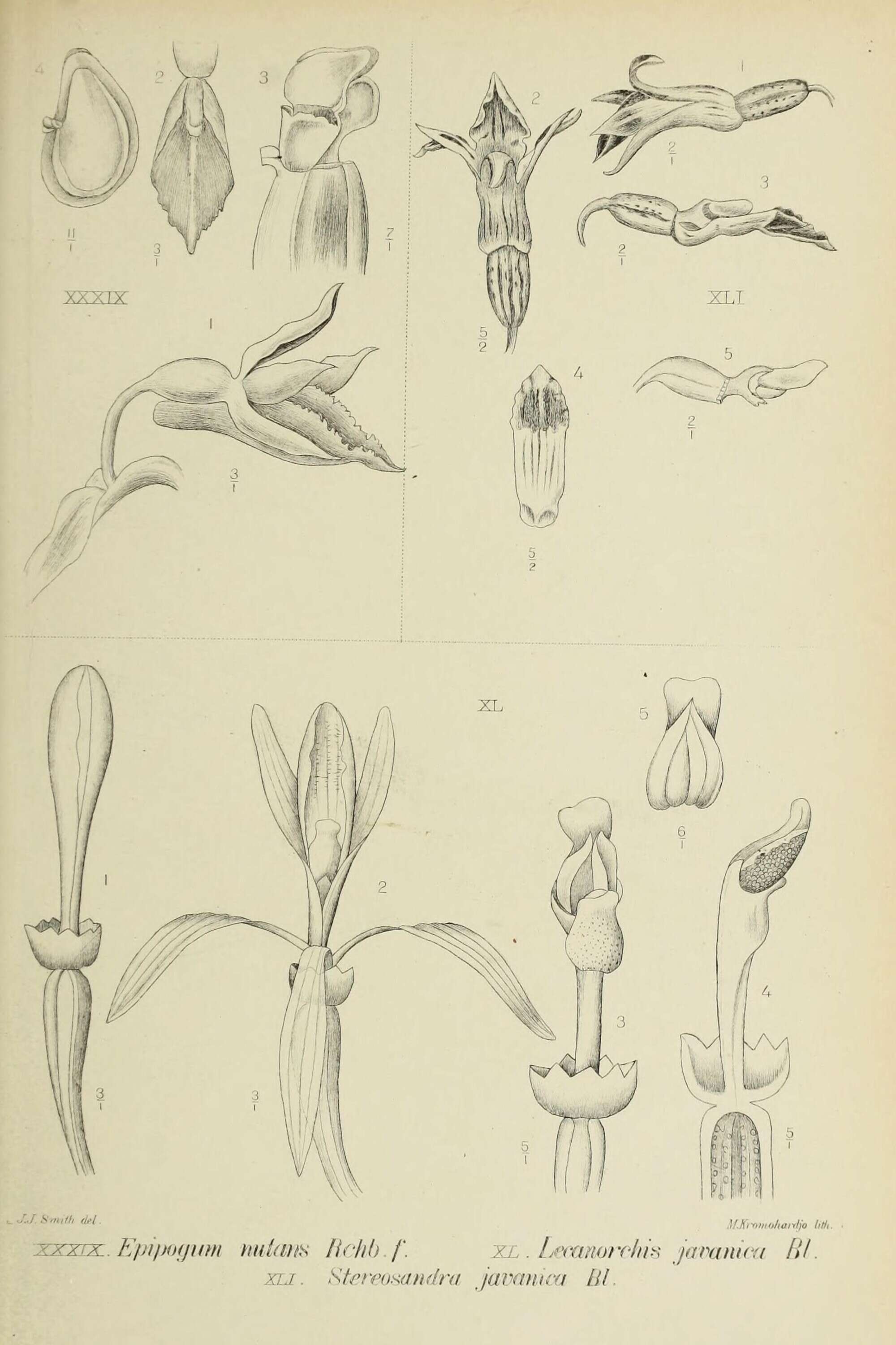 Plancia ëd Epipogium roseum (D. Don) Lindl.