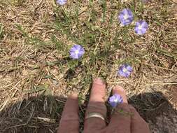 Image of wild dwarf morning-glory