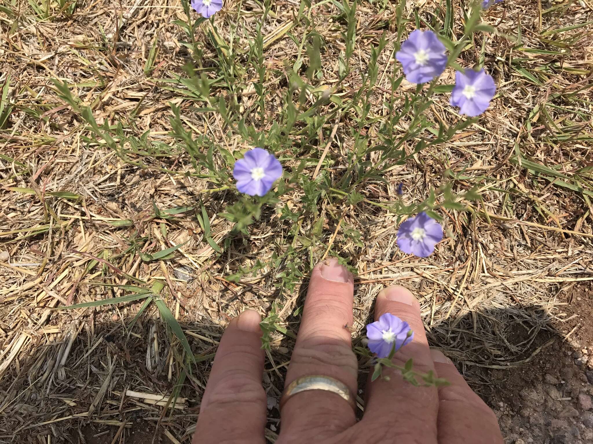 Image of wild dwarf morning-glory