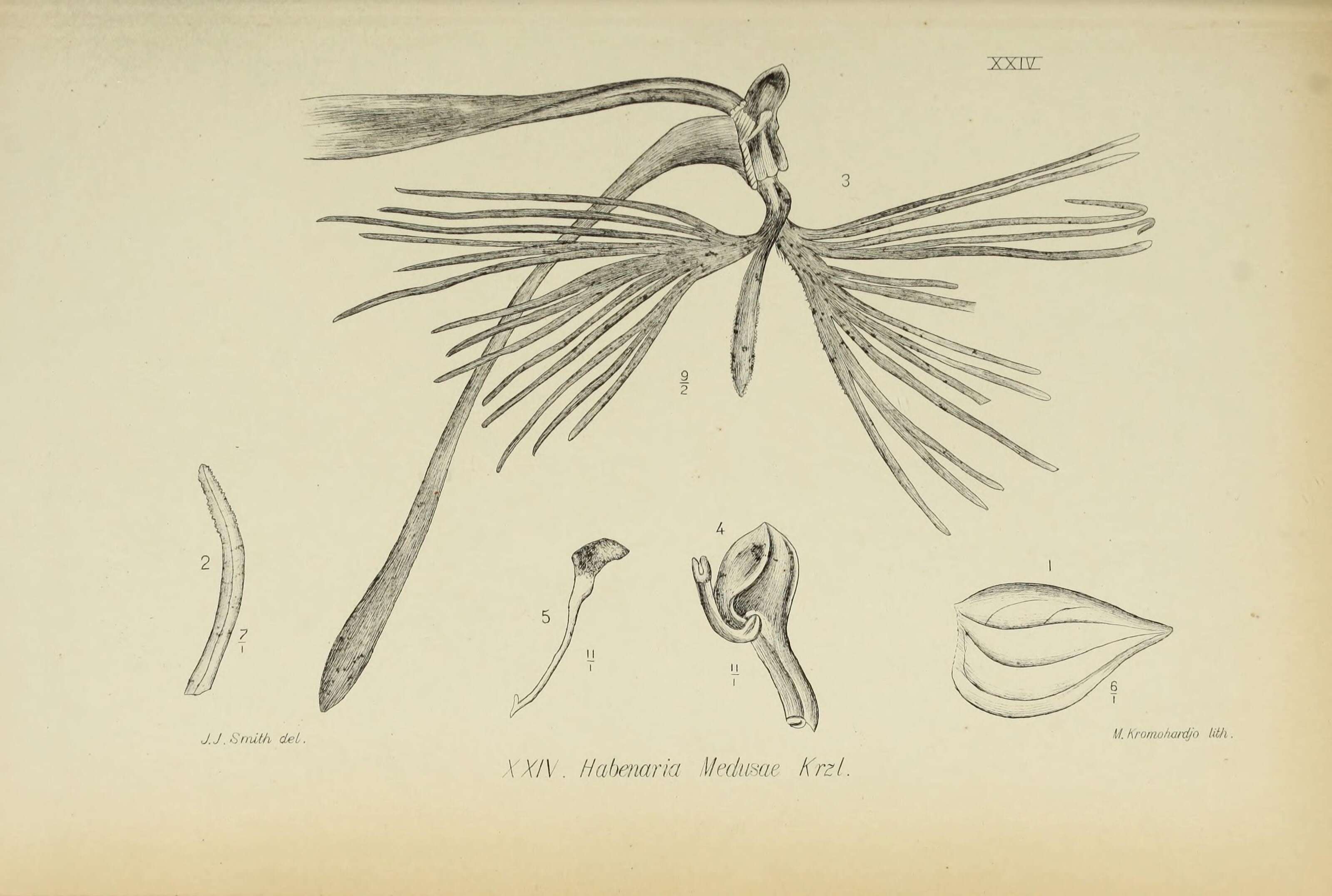 Habenaria medusa Kraenzl. resmi