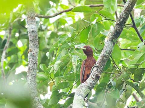 Image of Scale-breasted Woodpecker