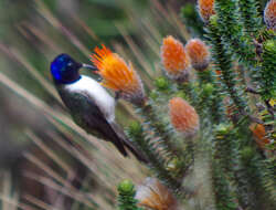 صورة Oreotrochilus chimborazo (Delattre & Bourcier 1846)