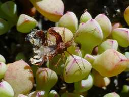 Imagem de Oscularia piquetbergensis (L. Bol.) H. E. K. Hartm.