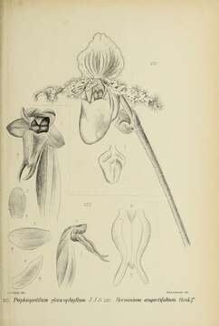 Слика од Paphiopedilum glaucophyllum J. J. Sm.