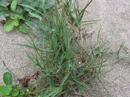 Image of Manila grass