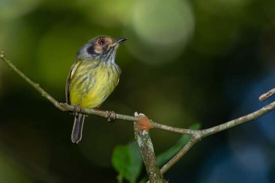 Image of Eared Pygmy Tyrant