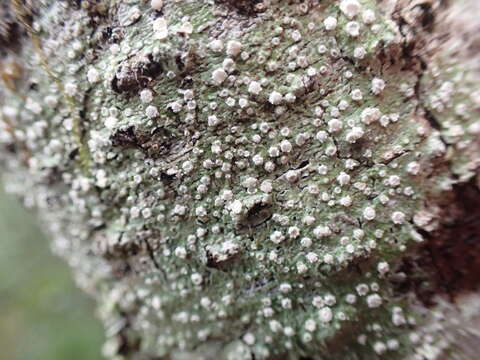 Image of pore lichen