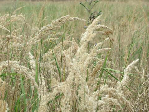 Imagem de Calamagrostis epigejos (L.) Roth