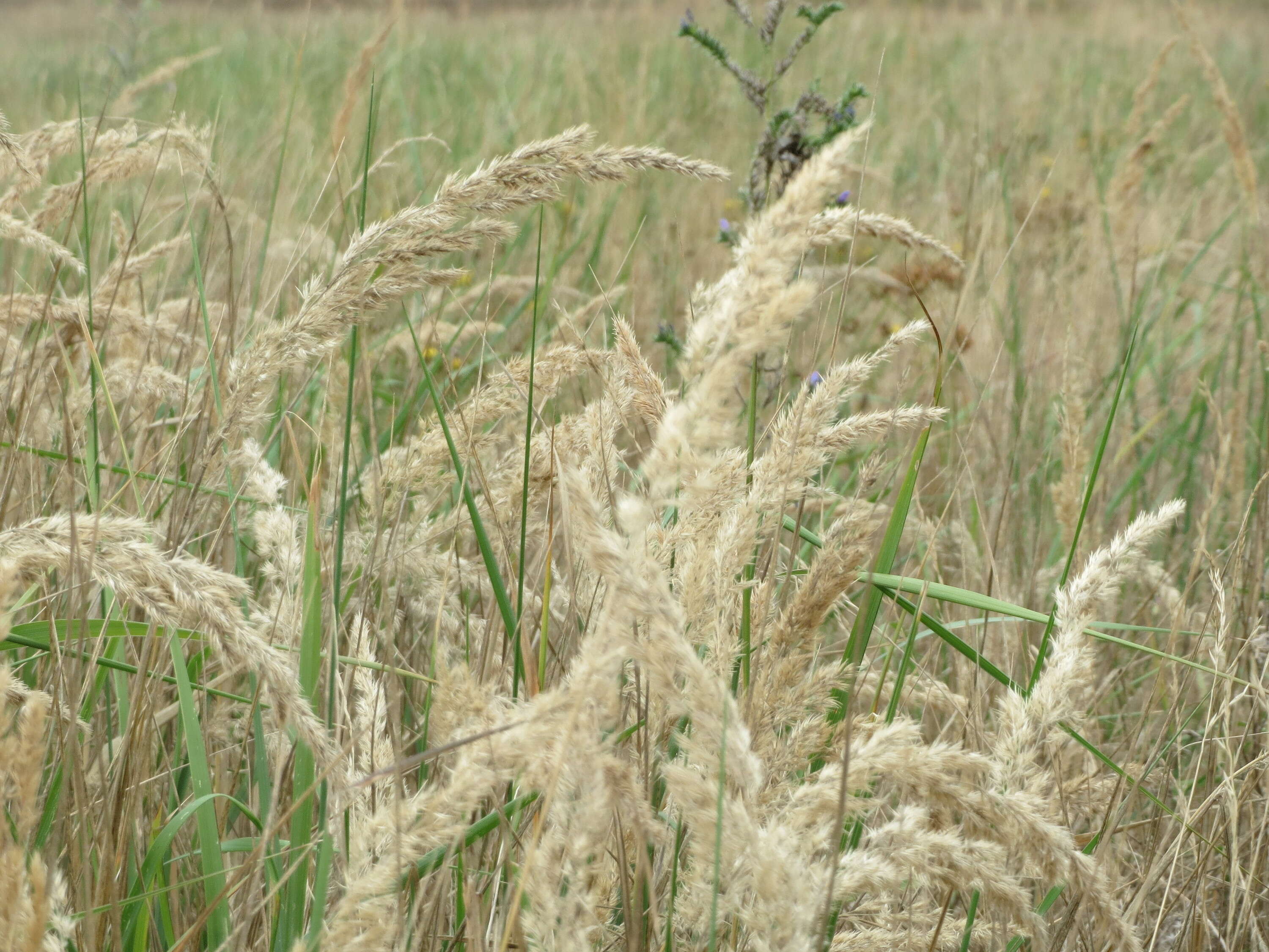 Imagem de Calamagrostis epigejos (L.) Roth