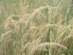 Imagem de Calamagrostis epigejos (L.) Roth