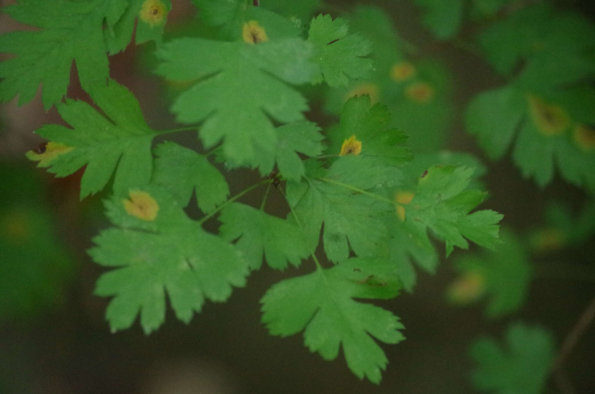 Image of parsley hawthorn