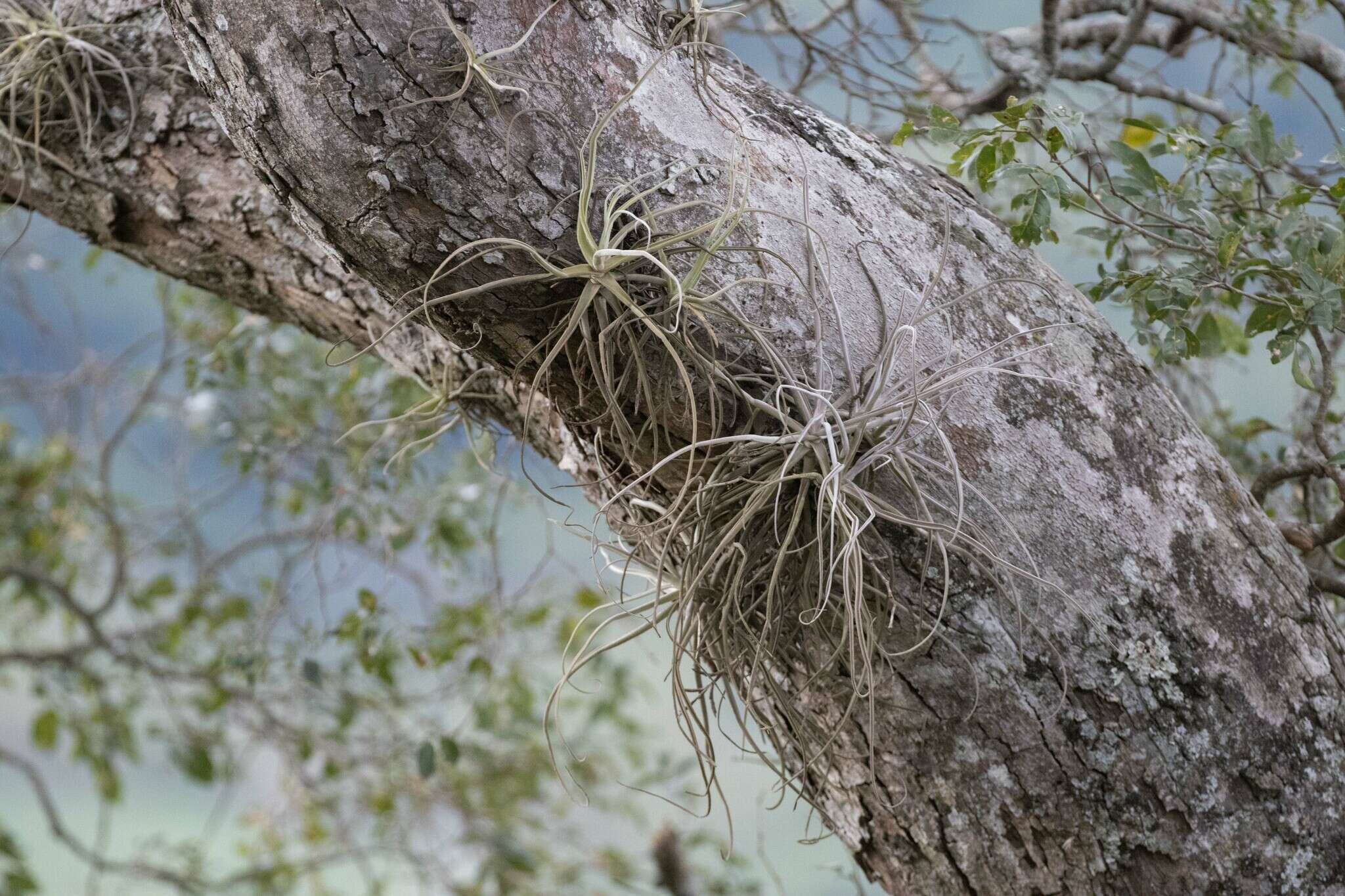 Image of Tillandsia streptocarpa Baker