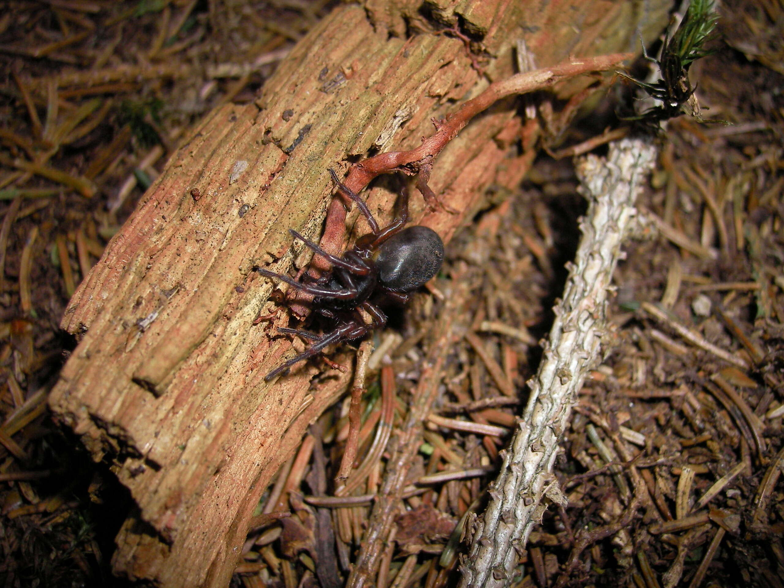 Image of Black lace-weaver