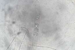 Image of Pulvinula tetraspora (Hansf.) Rifai 1968