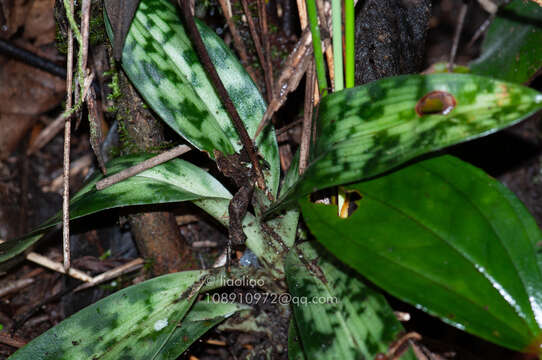 Image of Purple Paphiopedilum