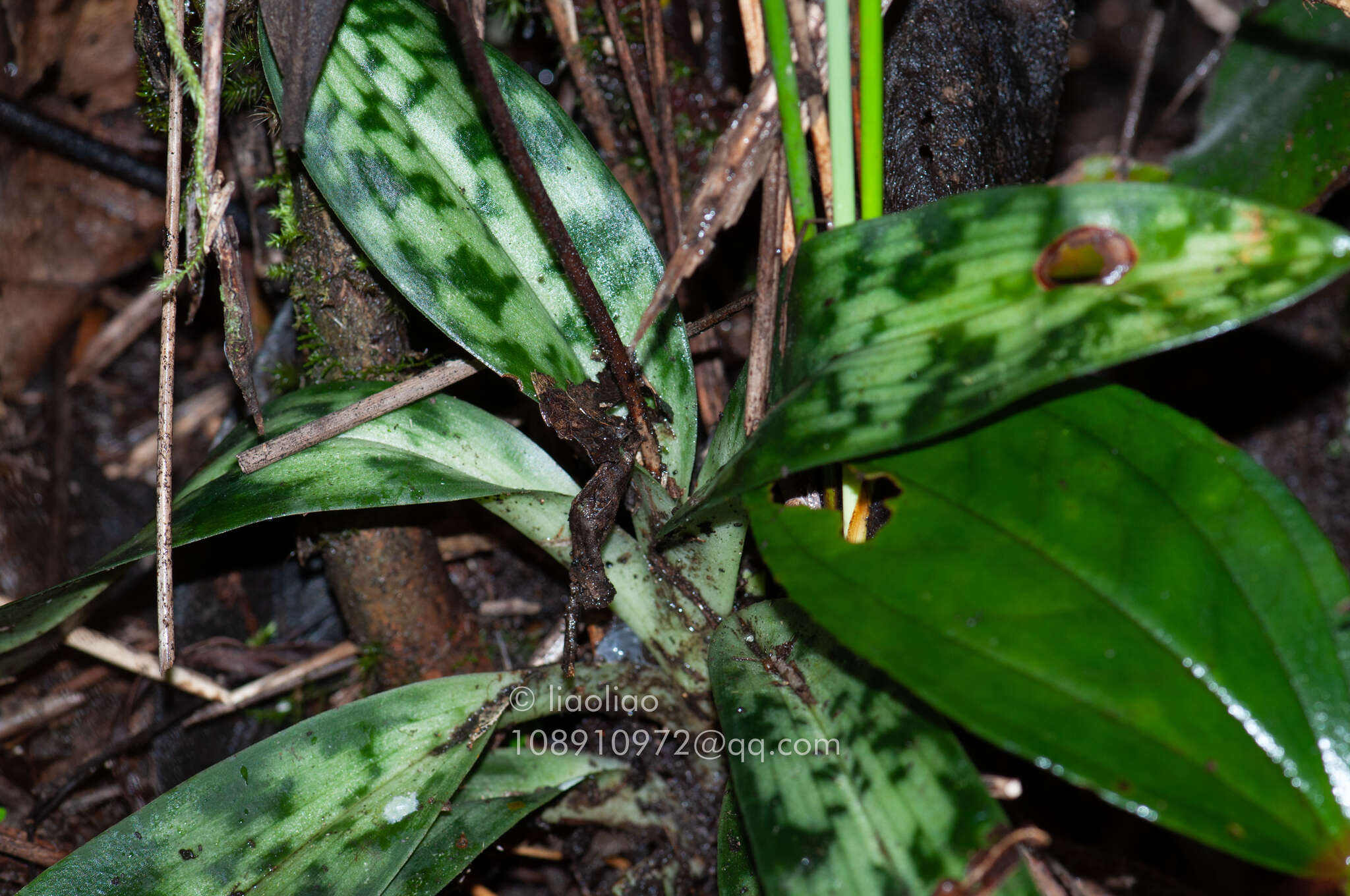 Image de Paphiopedilum purpuratum (Lindl.) Stein