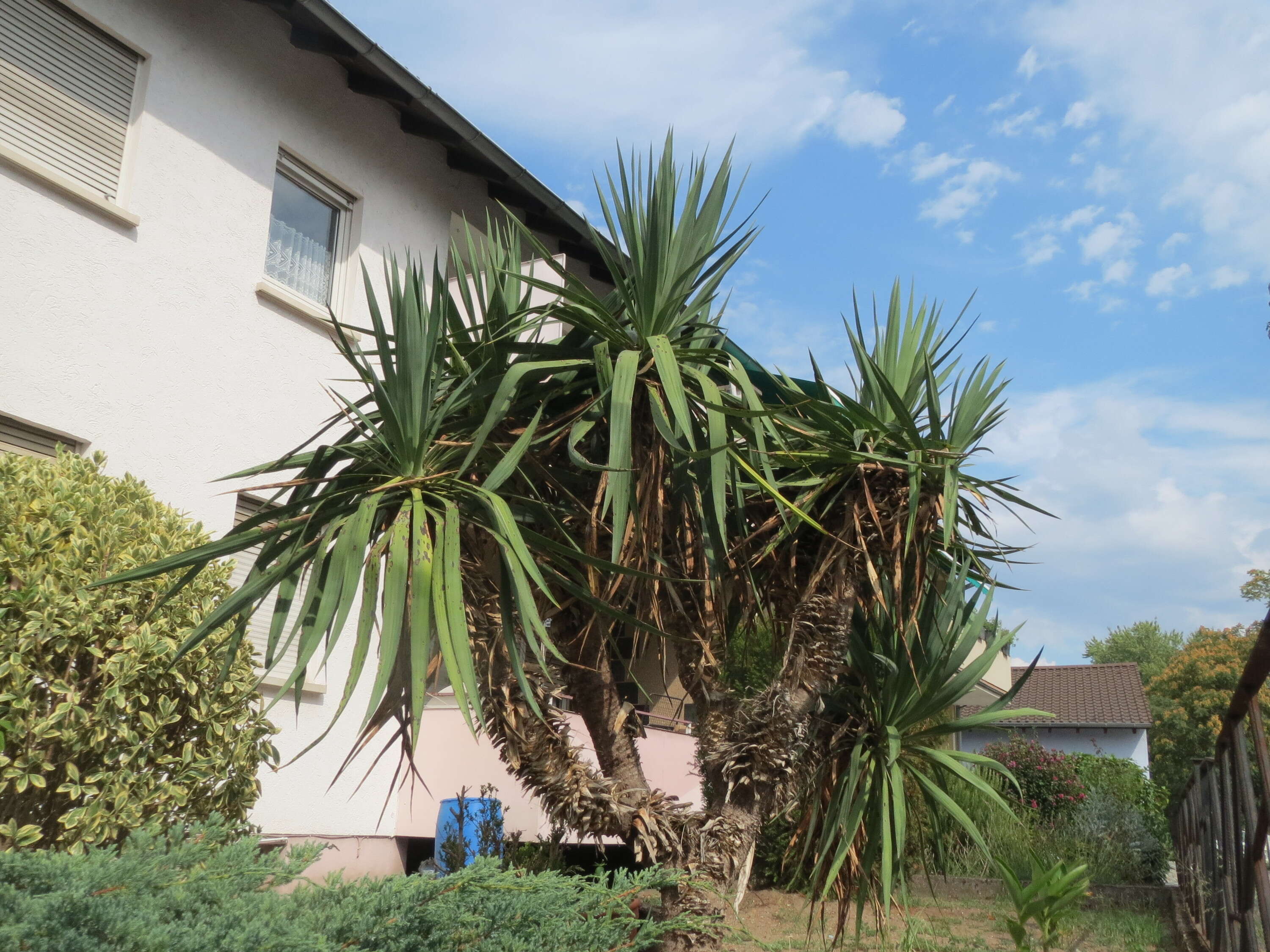 Image of moundlily yucca