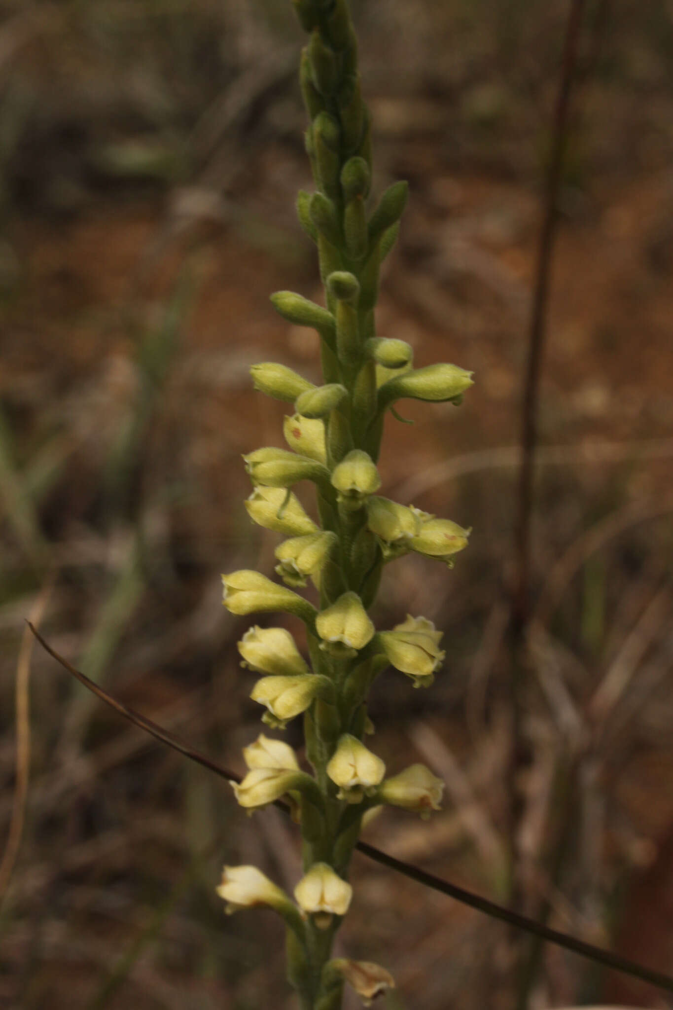 Stenoptera peruviana C. Presl的圖片