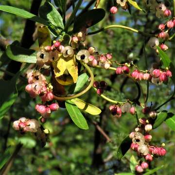 Image of Muehlenbeckia sagittifolia (Ortega) Meisn.