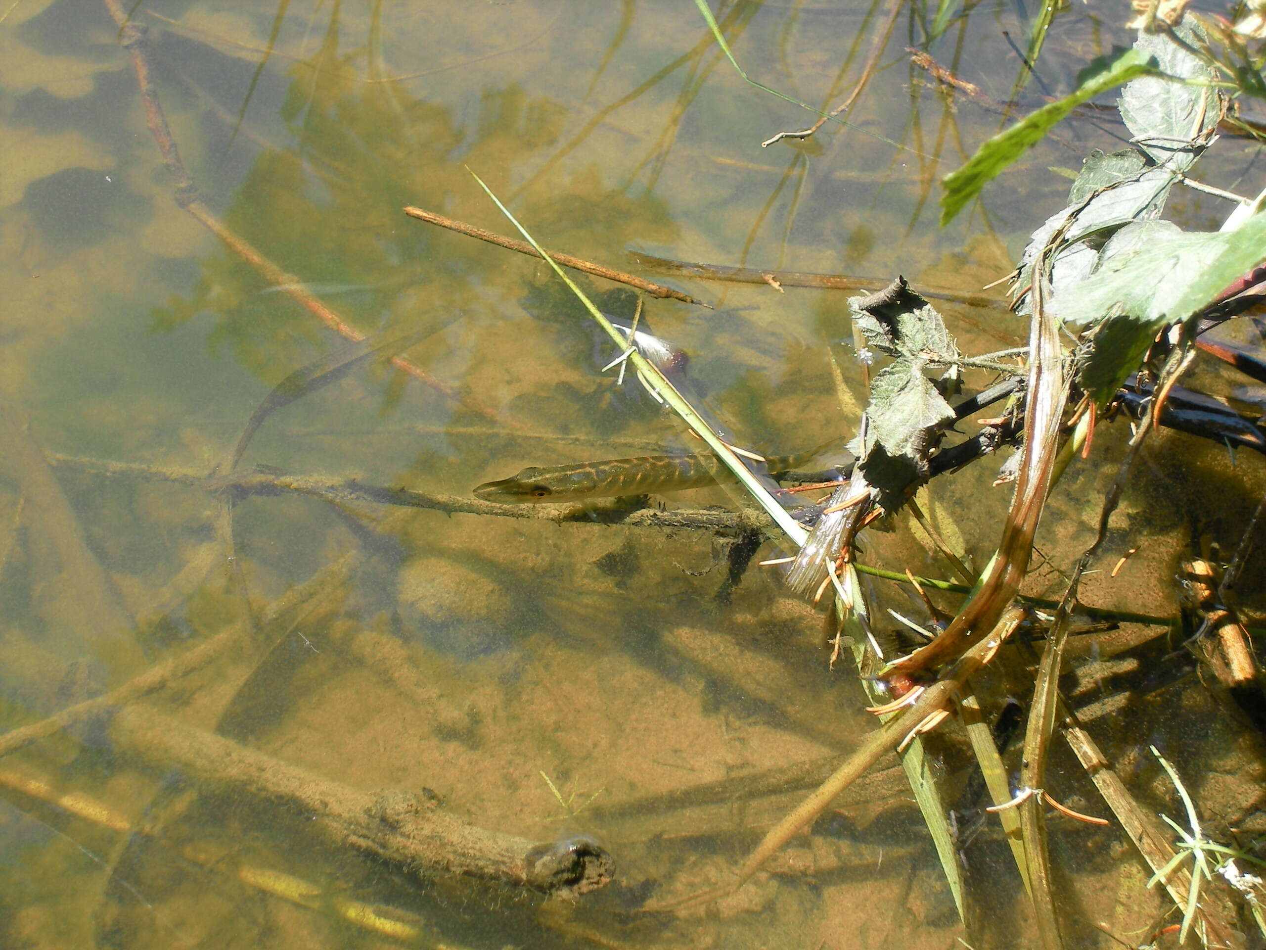 Image of Northern pike