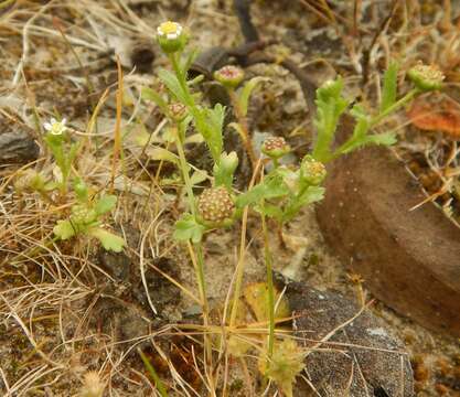 Image of Brachyscome goniocarpa Sond. & F. Müll.