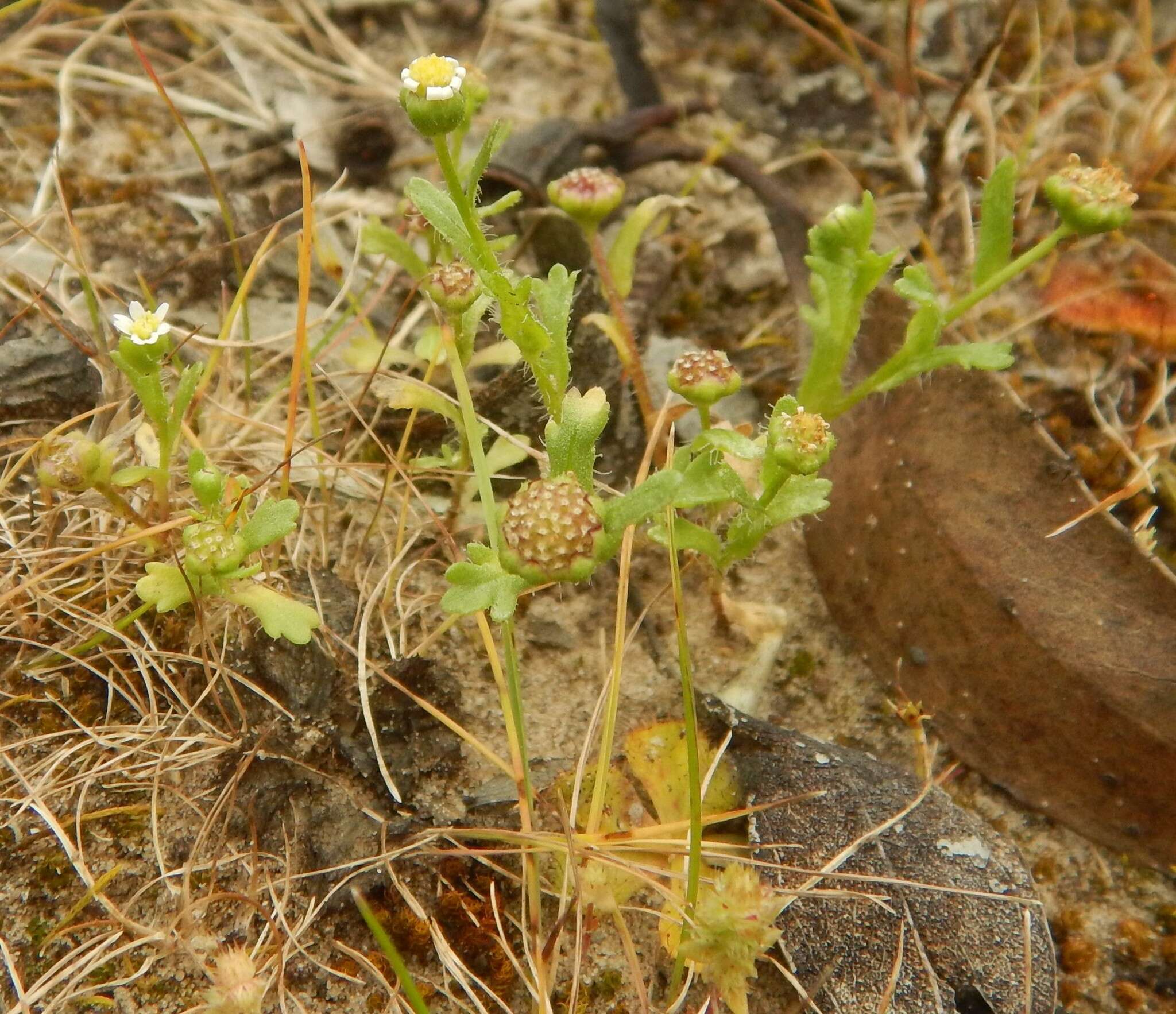 Plancia ëd Brachyscome goniocarpa Sond. & F. Müll.