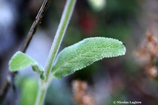 Stachys cretica subsp. salviifolia (Ten.) Rech. fil. resmi