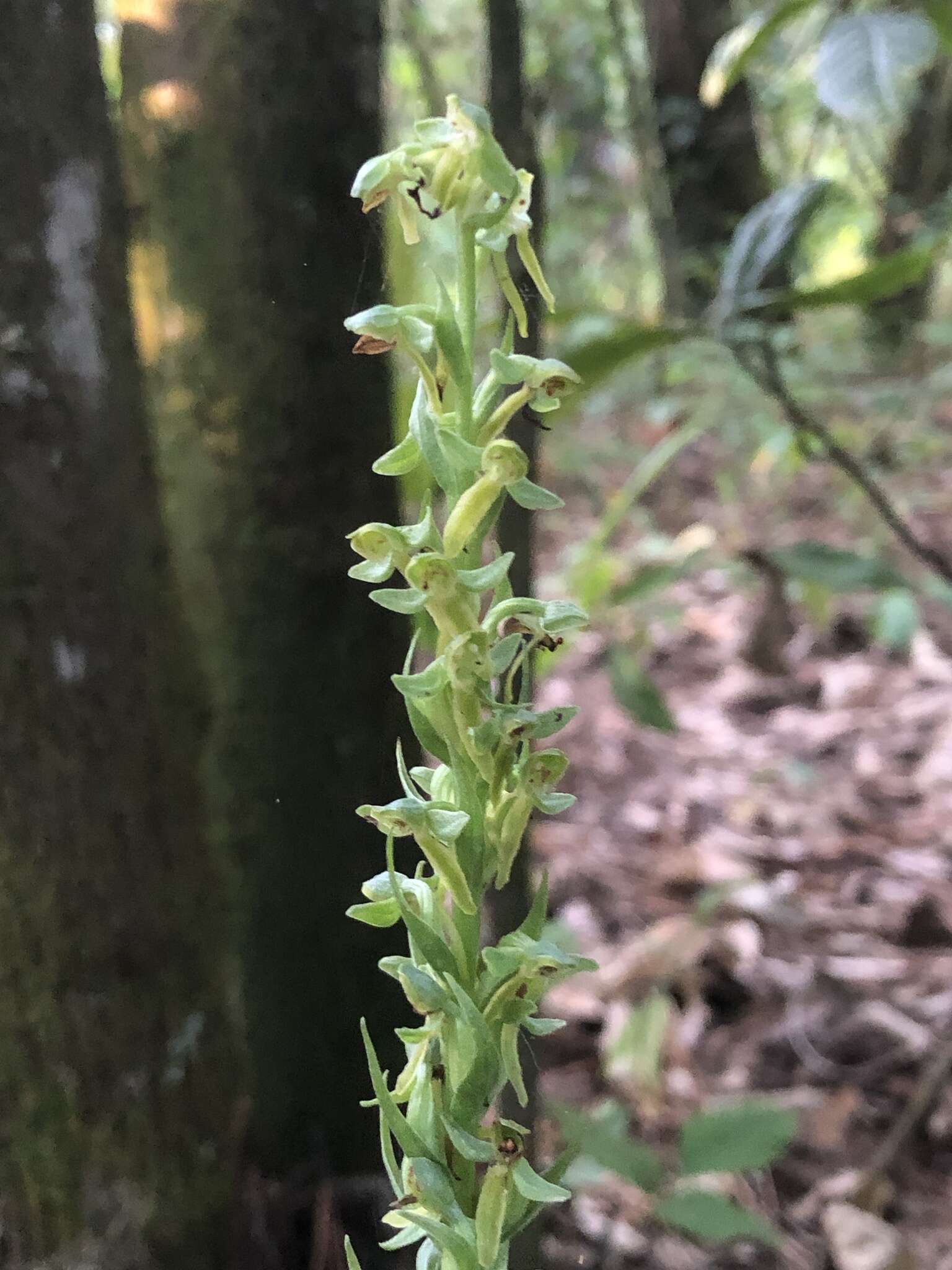 Image of Shortflowered bog orchid