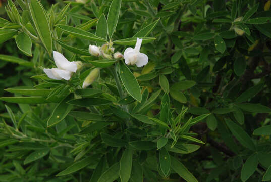 Image of False tree luecerne