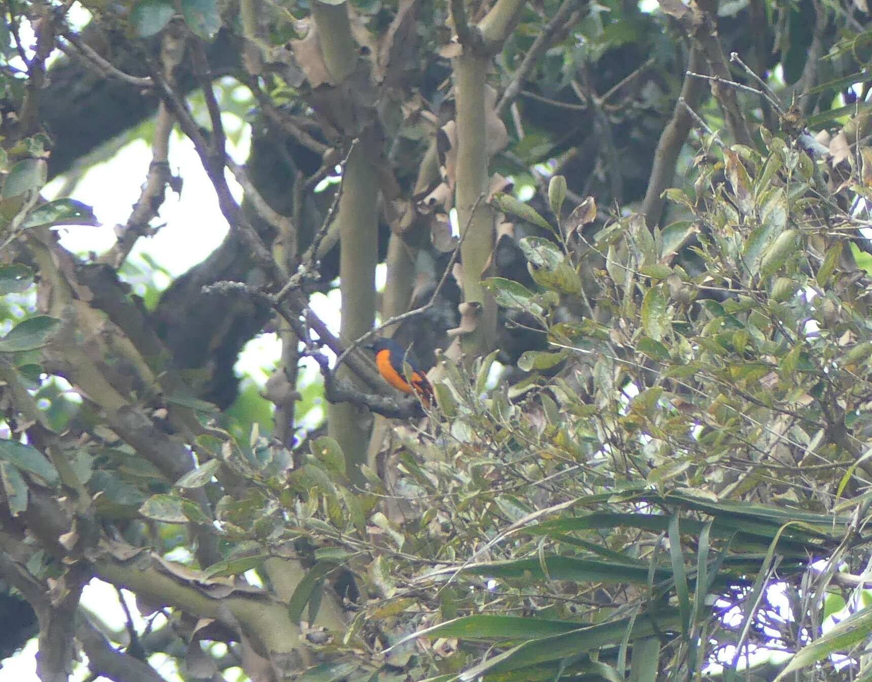 Image of Orange Minivet