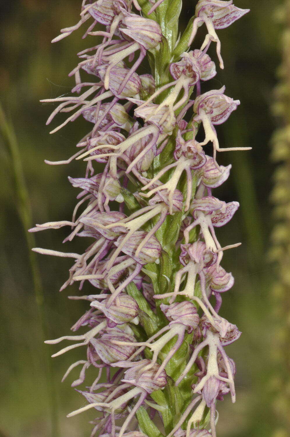 Image of Orchis bergonii Nanteuil