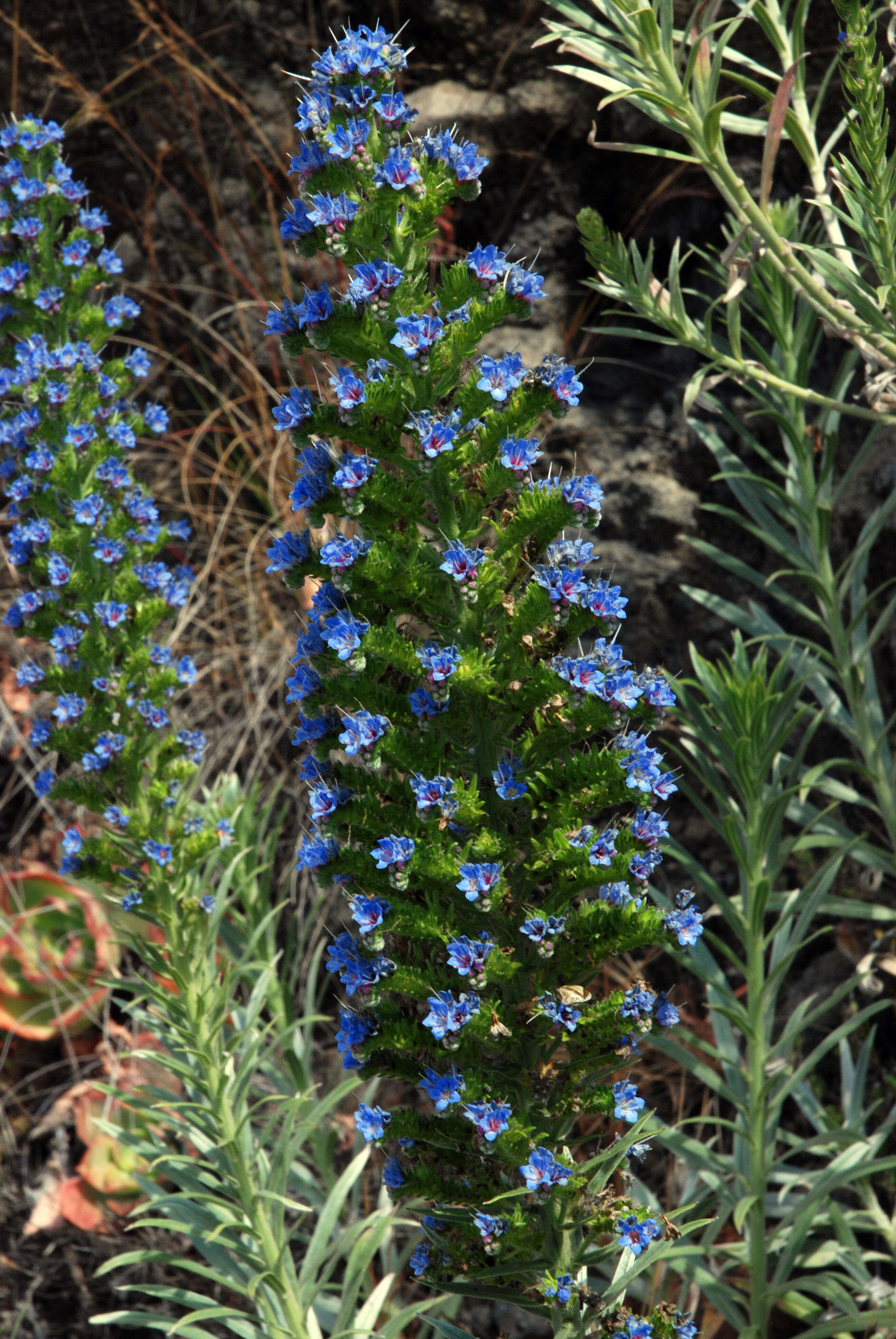 Image of Echium webbii Coincy