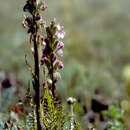 Image of coiled lousewort