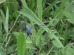 Image of Blue Chaser