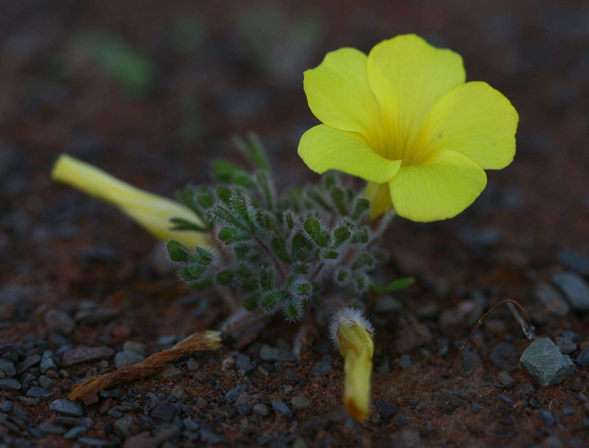 Sivun Oxalis argillacea F. Bolus kuva